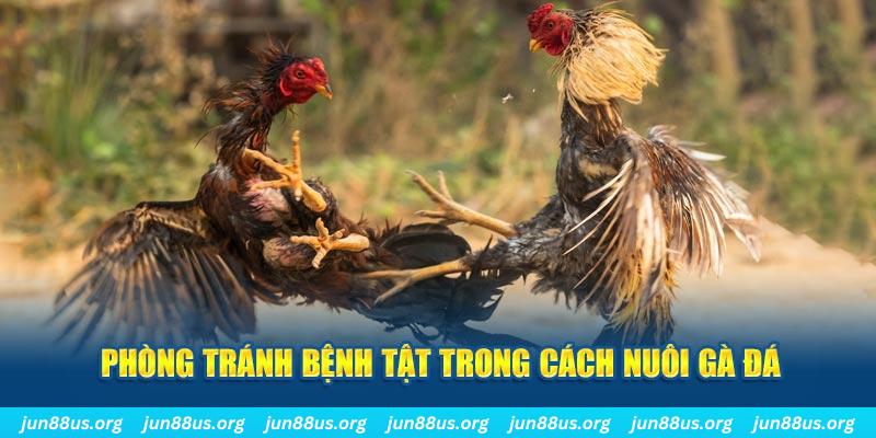 333win natural” trong baccarat nghĩa là gì？